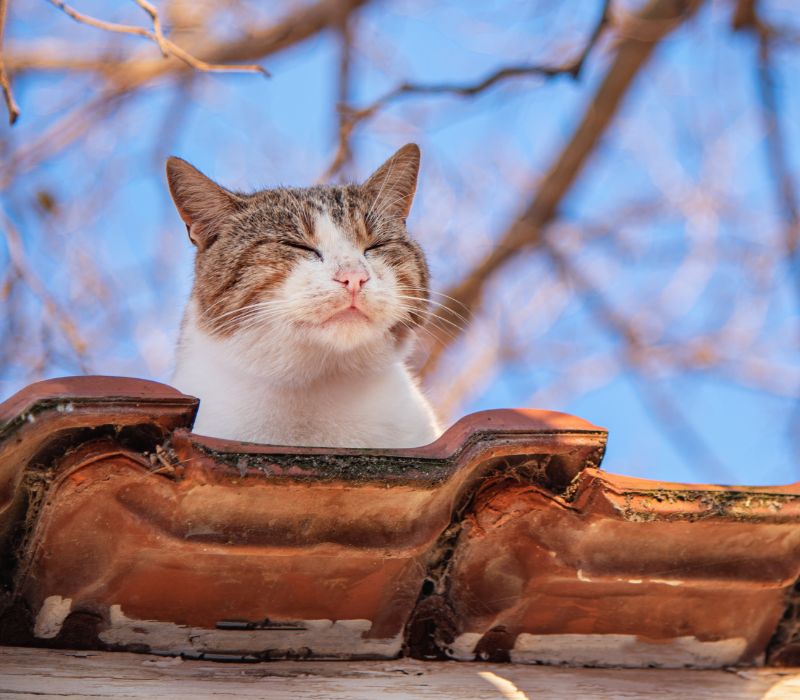 A cat sitting on a roof