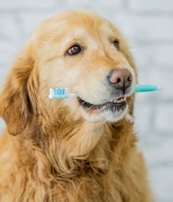 A dog having brush in it's mouth