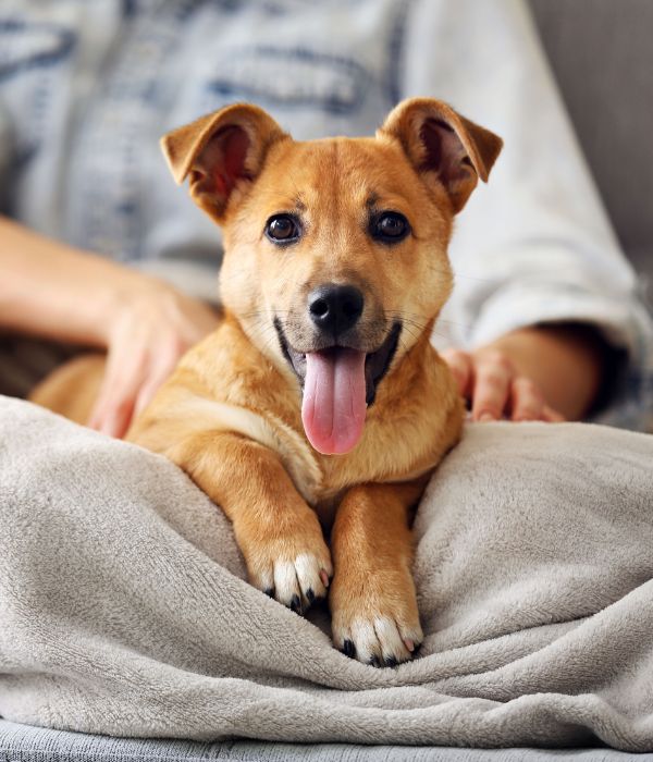 A dog lying on a person's lap