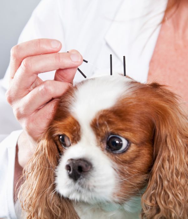 A dog with needles on it's head