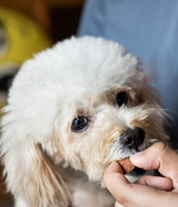 A person giving medicine to dog