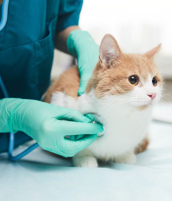 A veterinarian examining a cat