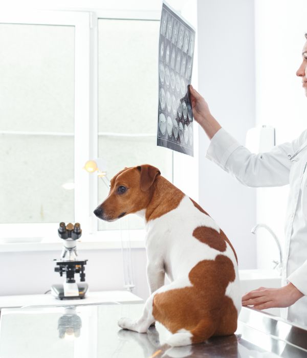 A veterinarian looking at dog's x-ray