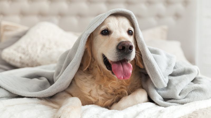 Dog lying on a bed with a blanket