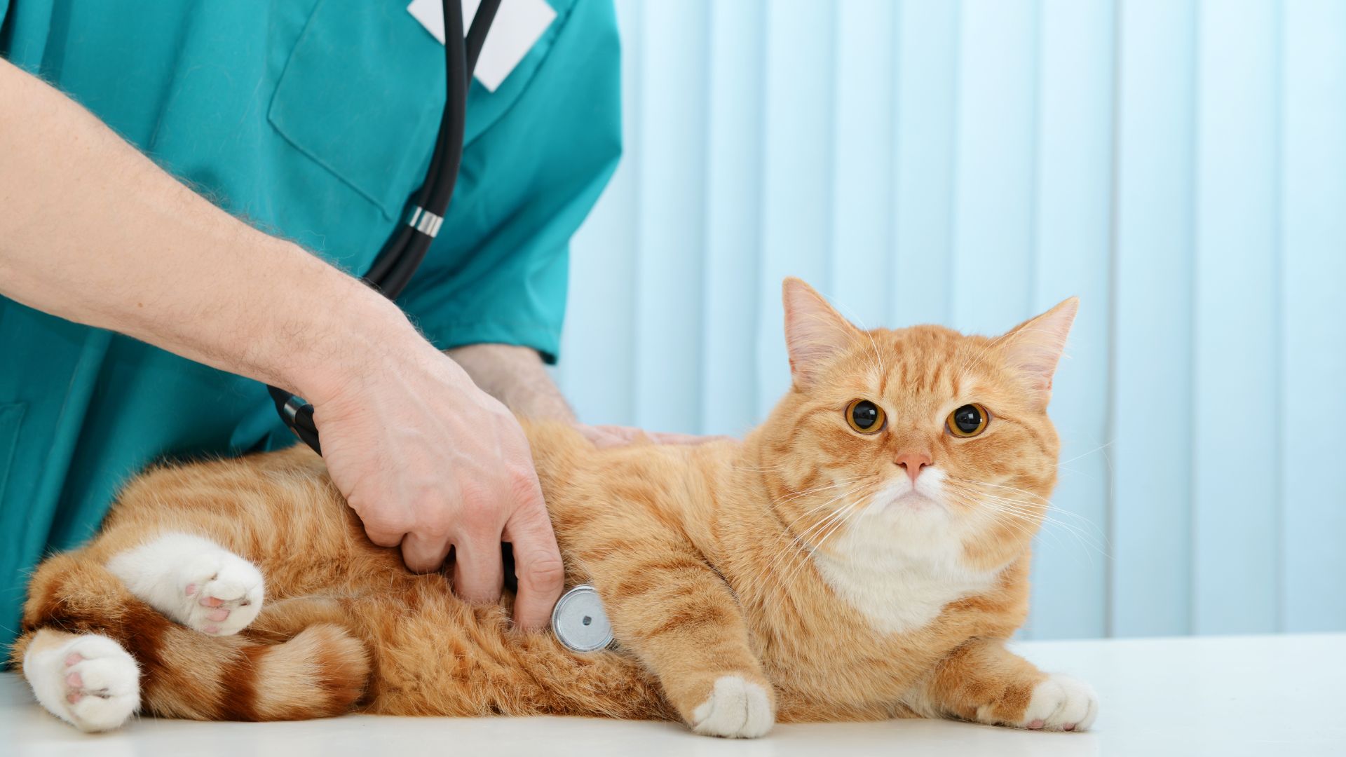 Veterinarian examining a cat