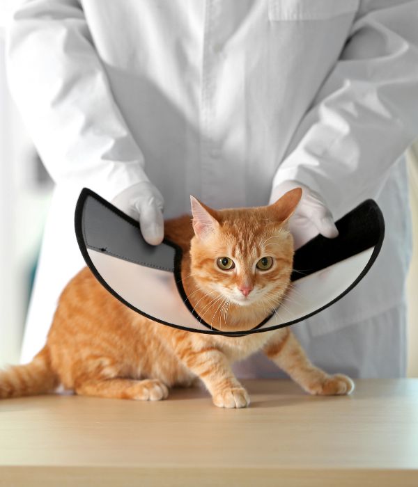 Veterinarian putting cone on cat