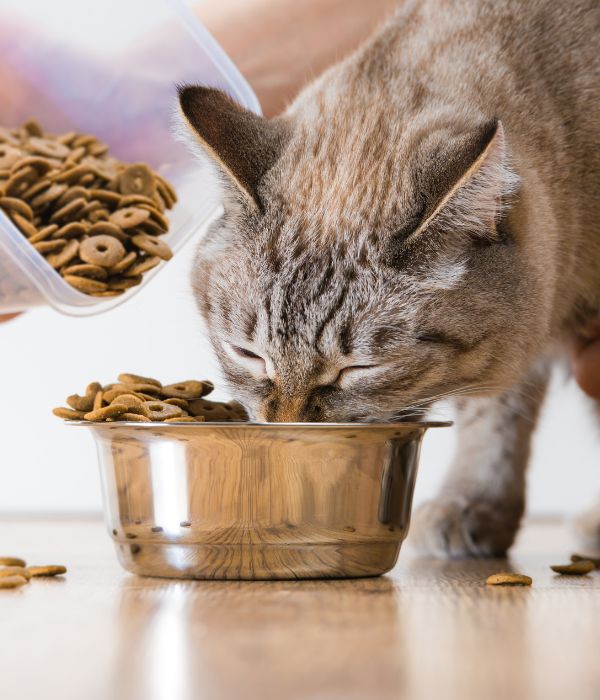 Woman feeding cat