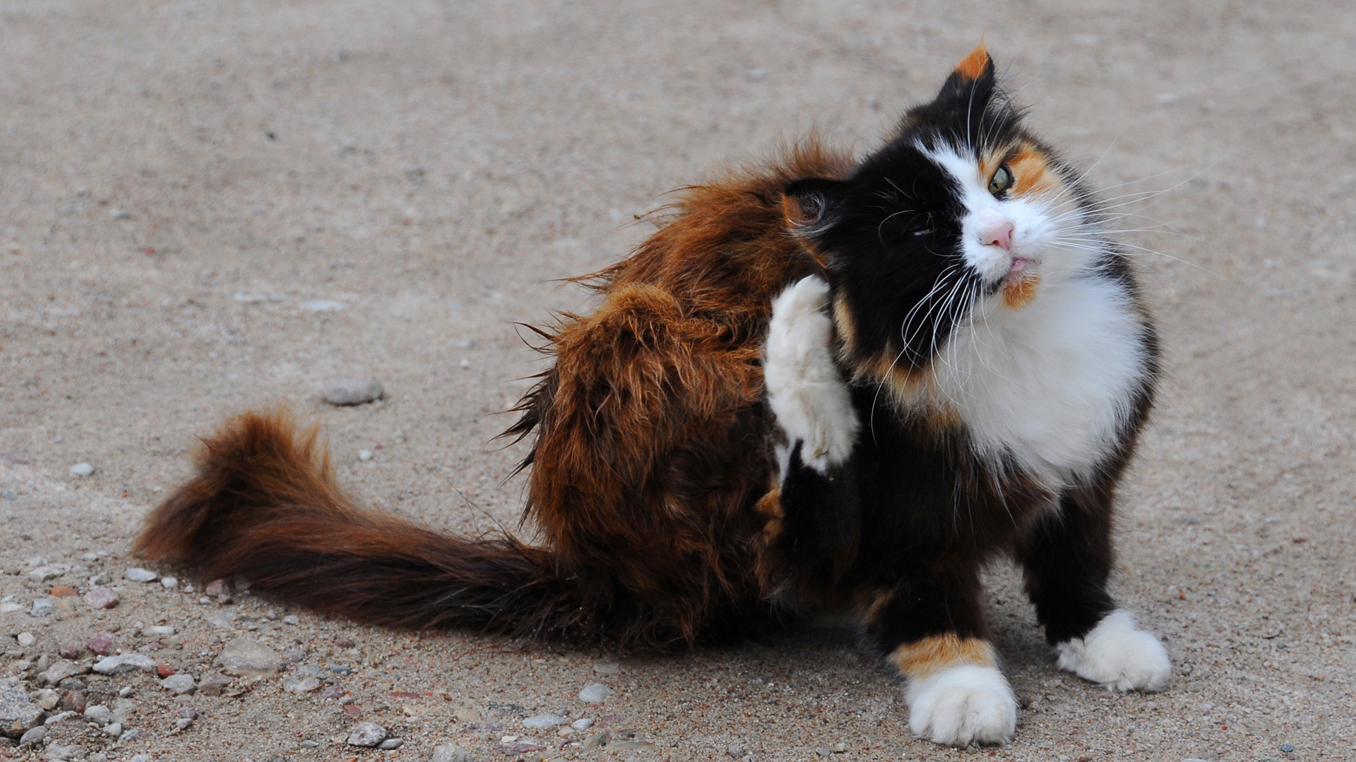 a cat scratching its back