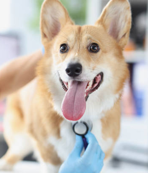 a dog with its tongue out