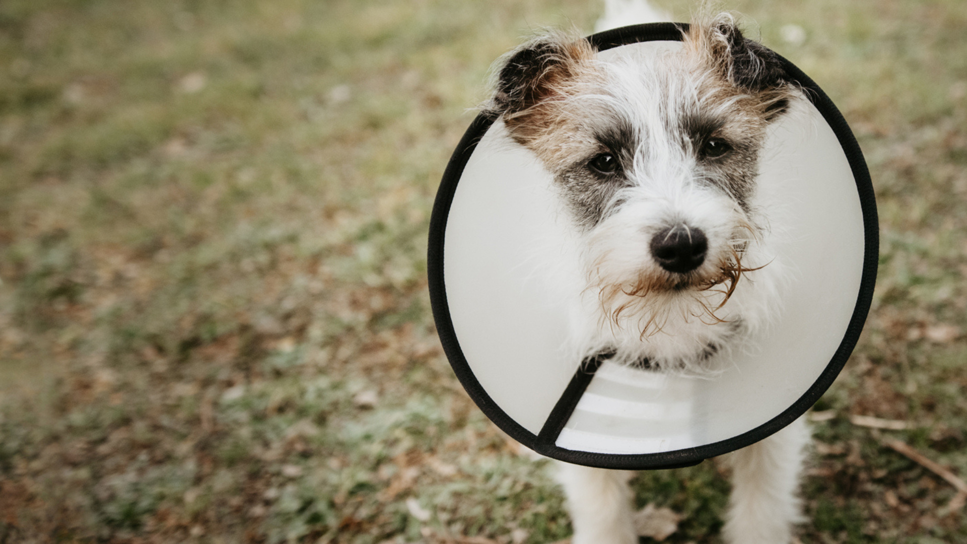 a dog with a cone around its neck