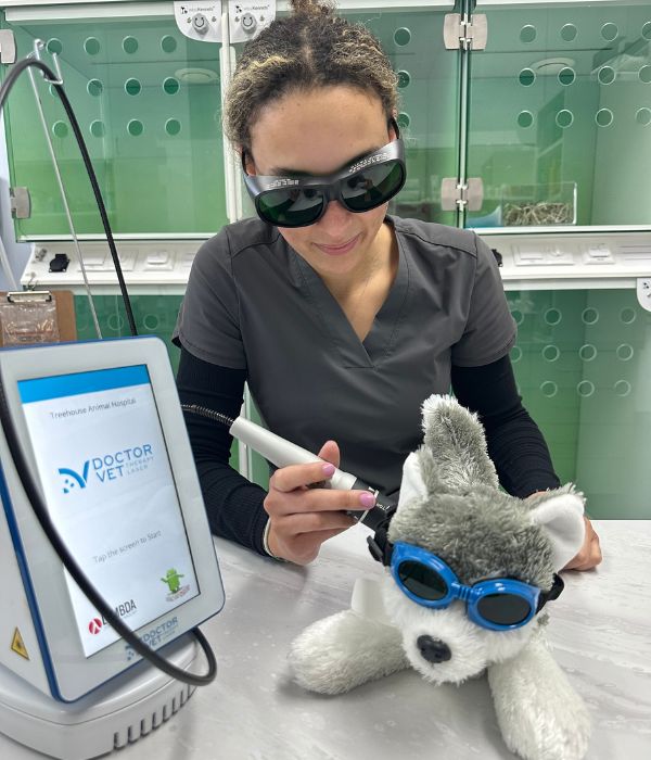 A dog having laser therapy